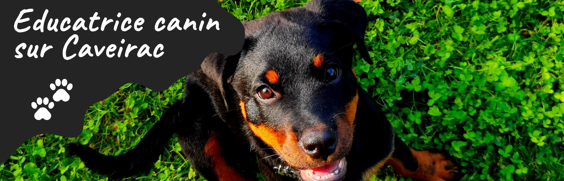 Accueil | Votre éducateur canin à Caveirac